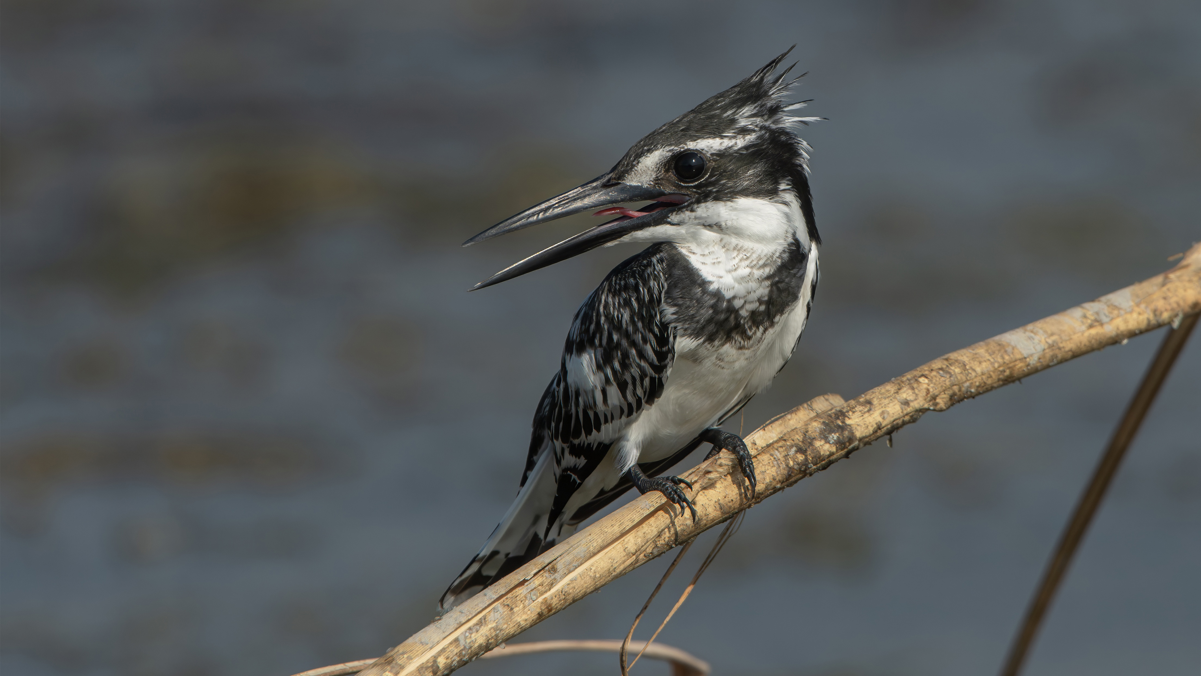 Pied Kingfisher